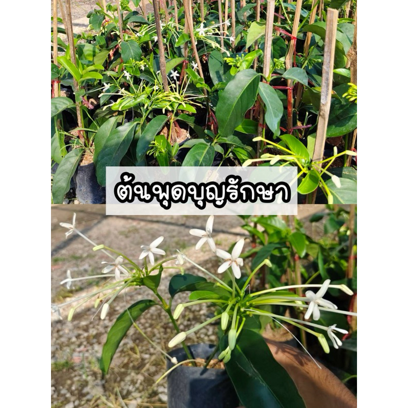 ต้นพุดบุญรักษา ดอกออกตลอดปี กลิ่นหอมมาก ปลูกดูแลง่าย