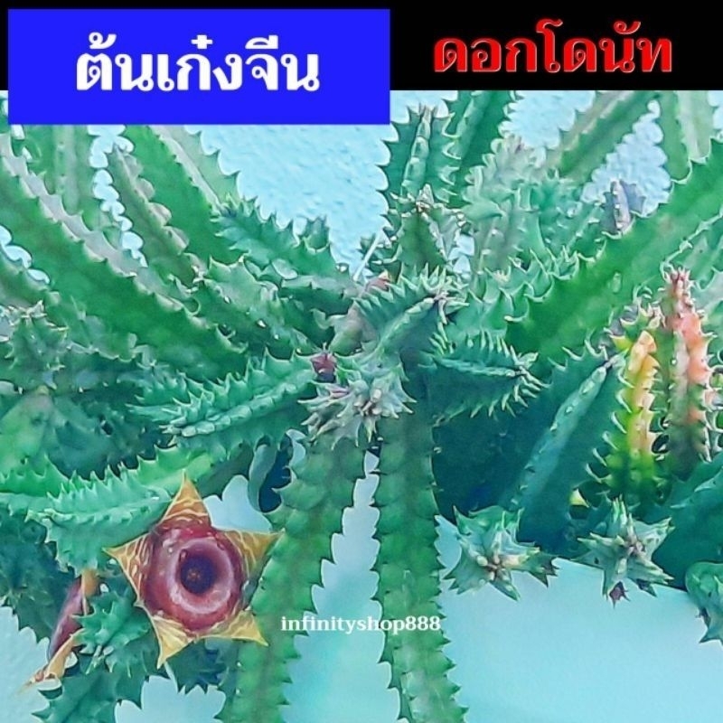 เก๋งจีน เด็ดสด Huernia Zebrina