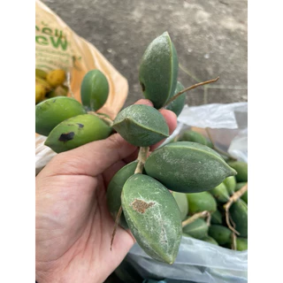 ลูกหูกวางสด เก็บใหม่ สำหรับนกแก้ว และสัตว์ฟันแทะ กระรอก