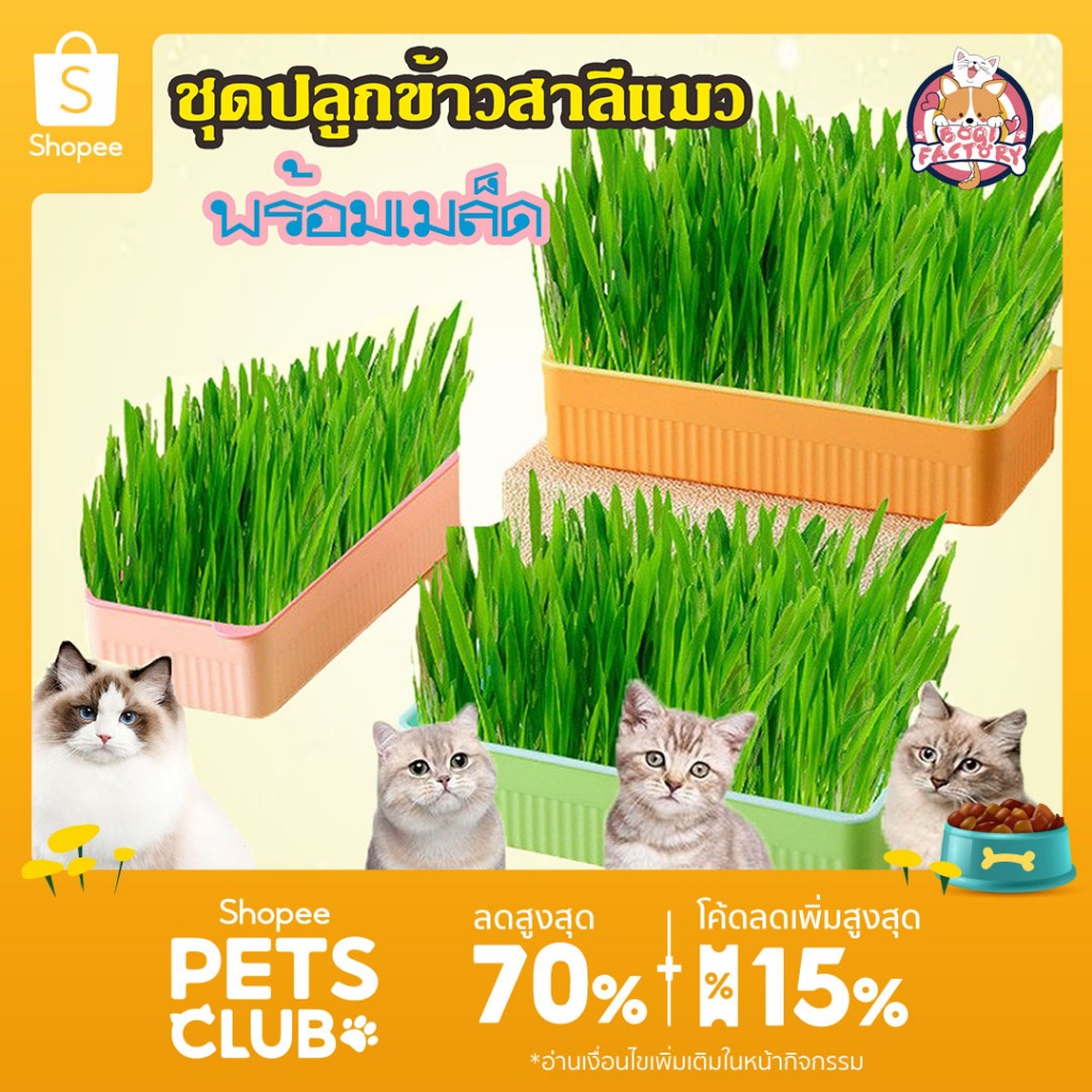 Boqi Factory ชุดปลูกข้าวสาลีแมว พร้อมเมล็ด 🐱 ออร์แกนิค ข้าวสาลีแมวต้หญ้าแมว ถาดเพาะต้นอ่อน YC-409
