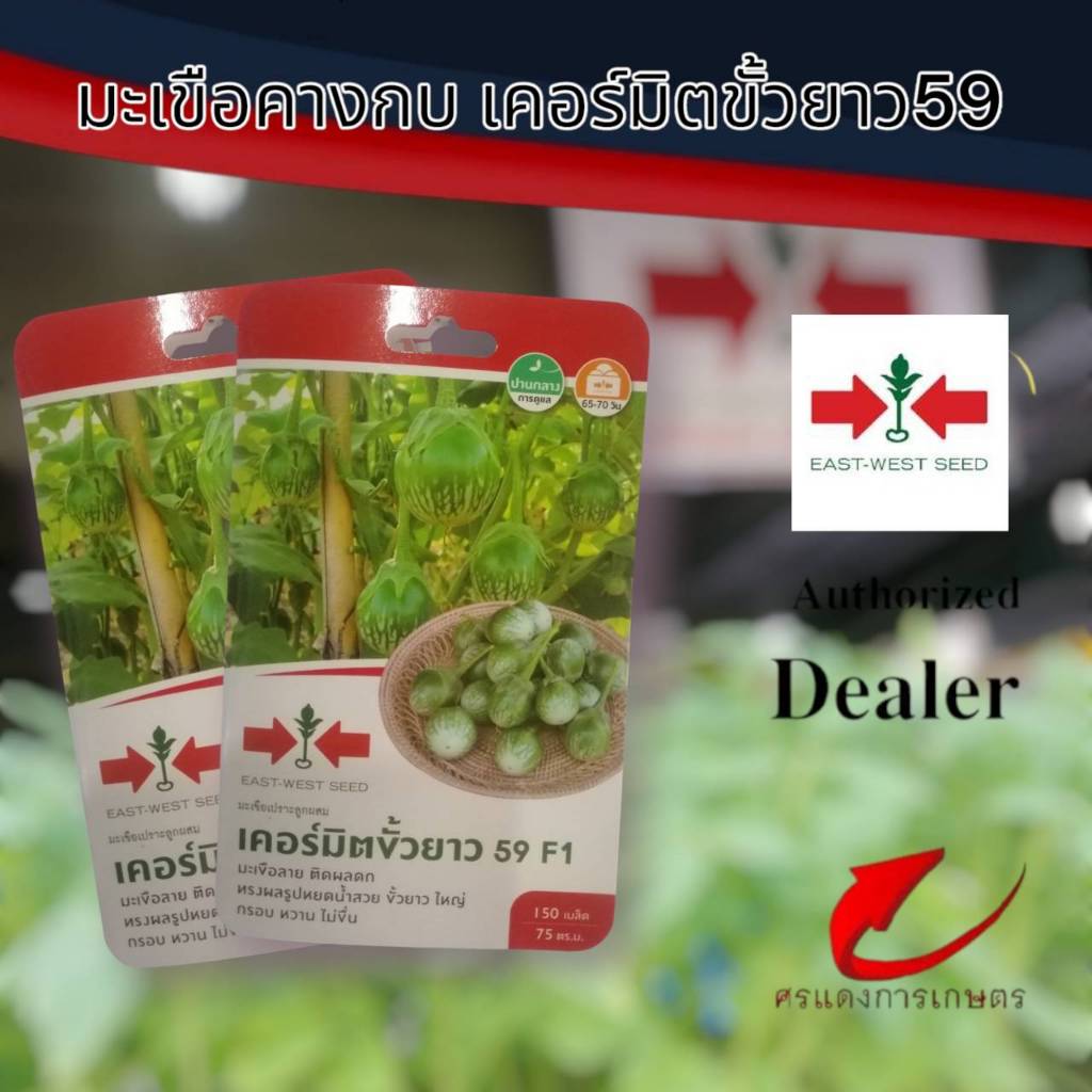 ผักซองศรแดงมะเขือเปราะเคอร์มิตขั้วยาว 59