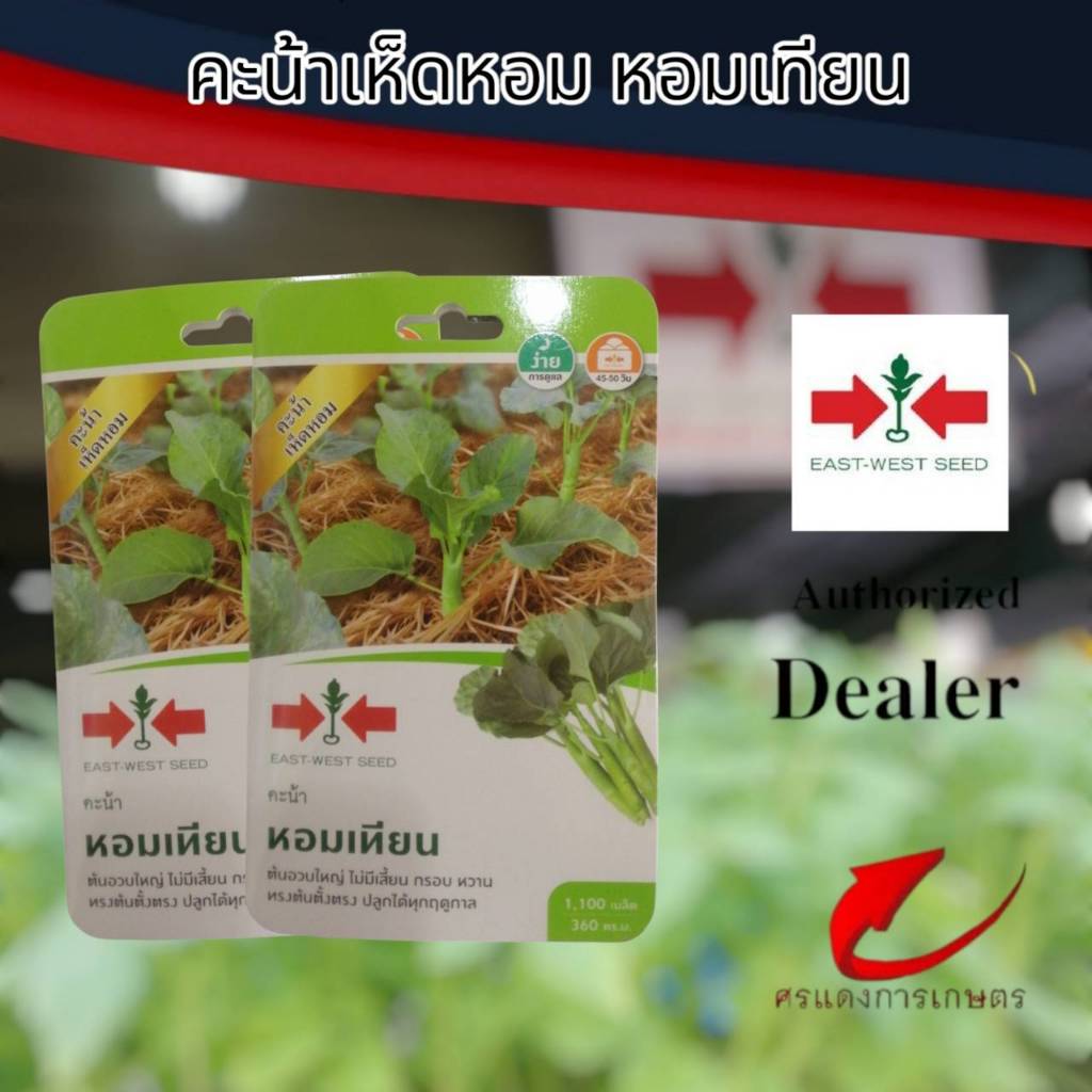 ผักซองศรแดง คะน้า คะน้าหอมเทียน