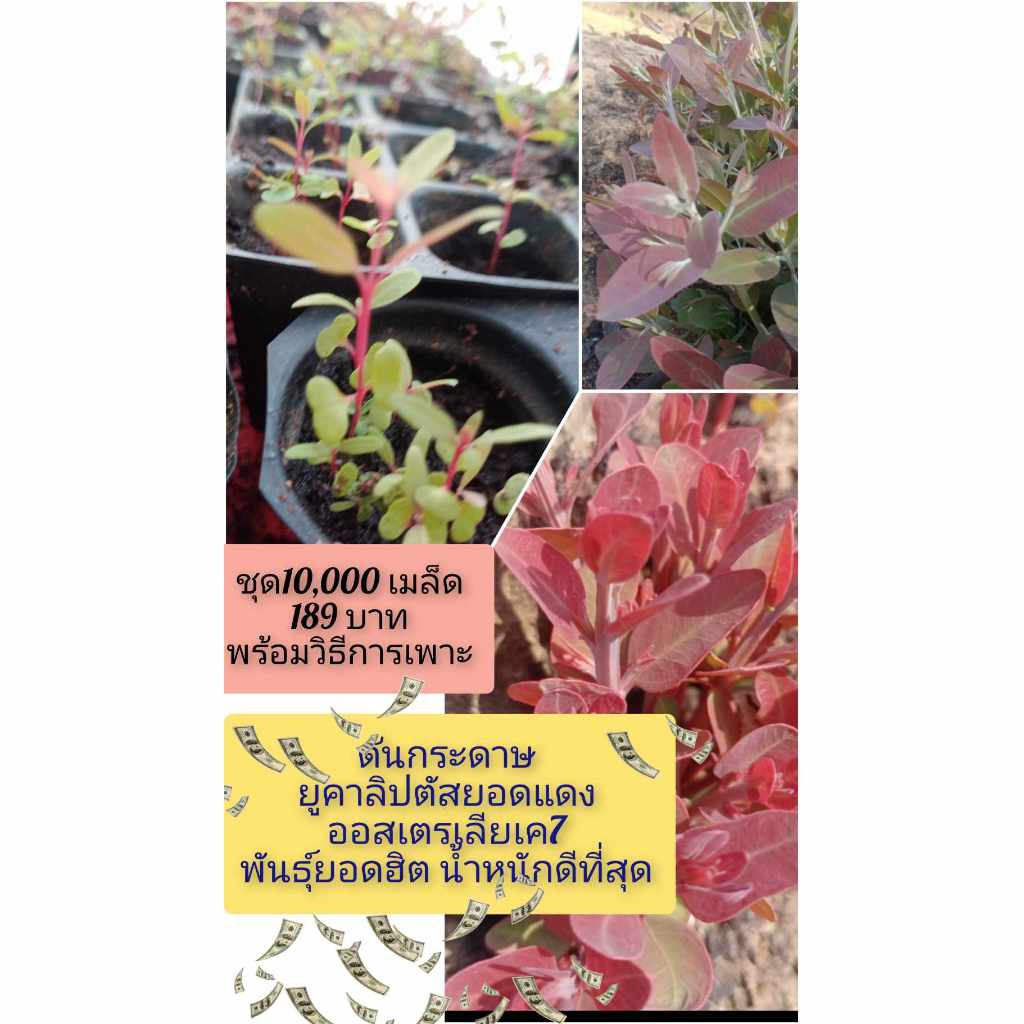 เมล็ดพันธุ์พืชยูคาลิปตัสพันธุ์เค7ยอดสีแดง 3,000 เมล็ด 99 บาท - รูปที่ 4