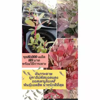 เมล็ดพันธุ์พืชยูคาลิปตัสพันธุ์เค7ยอดสีแดง 3,000 เมล็ด 99 บาท