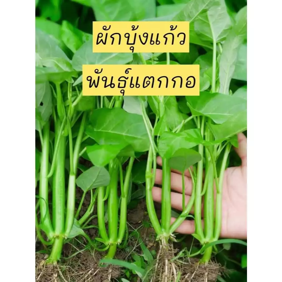 เมล็ดผักบุ้งแก้วสายพันธ์แตกกอ1ต้นแตกกอได้ 3-5 กอเมล็ดคัดพิเศษบรรจุซองละ 400-600 เมล็ดแถมปุ๋ยและวิธีการปลูกให้ทุกออเดอร์