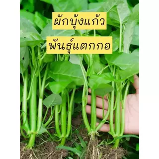 เมล็ดผักบุ้งแก้วสายพันธ์แตกกอ1ต้นแตกกอได้ 3-5 กอเมล็ดคัดพิเศษบรรจุซองละ 400-600 เมล็ดแถมปุ๋ยและวิธีการปลูกให้ทุกออเดอร์