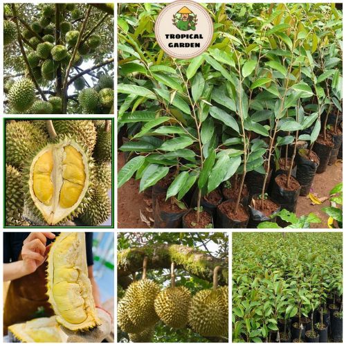 ต้นทุเรียนแคระหมอนทอง ต้นเสียบยอด สูง 60-80 ซม. บัวสีเหลือง มีกลิ่นหอม รสหวานมันมัน