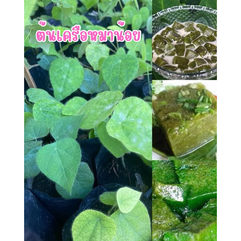 ต้นเครือหมาน้อย (ถุงละ17บาท)กรุงเขมาไม้เลื้อยวุ้นธรรมชาติ สมุนไพรยาเย็น พร้อมส่ง🚛