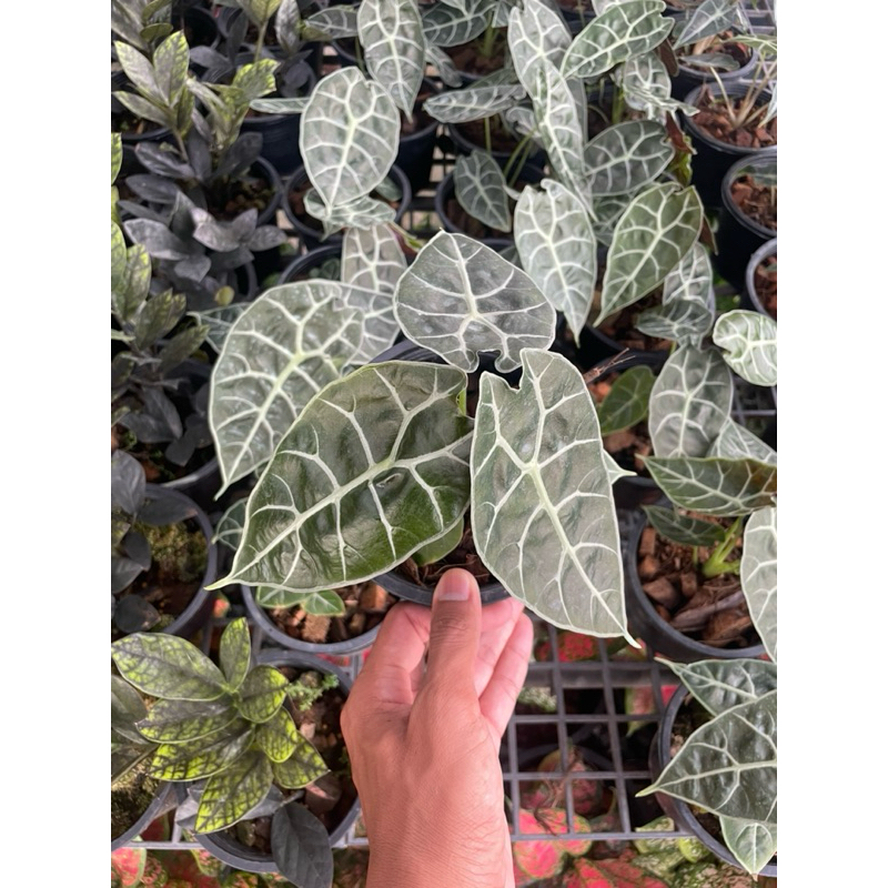 Alocasia watsoniana กระถาง 6 นิ้ว