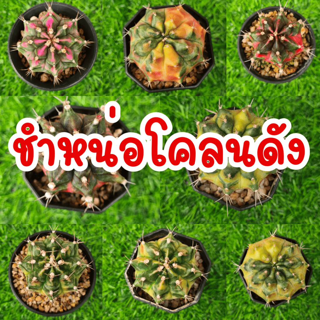 อัปเดท 26/11 ยิมโนด่างไม้ชำหน่อราคาเบาๆ รวมหลายโคลน กระถาง 2 นิ้ว แคคตัส กระบองเพรช จัดส่งทั้งกระถาง