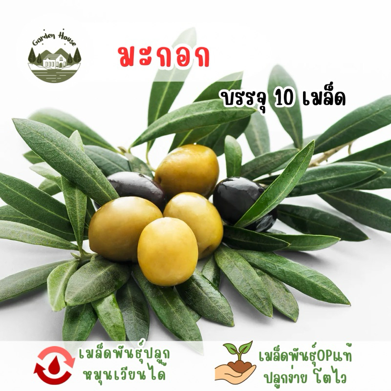 มะกอก บรรจุ 10 เมล็ด