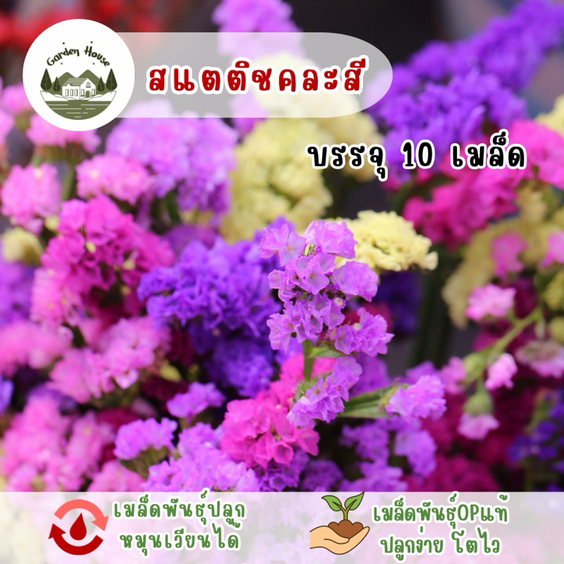 ราคาถูกที่สุด สแตติชคละสี 10 เมล็ด