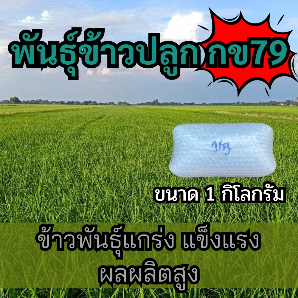 ข้าวปลูก กข79 พันธุ์ข้าว กข79 ( 1 กิโลกรัม )