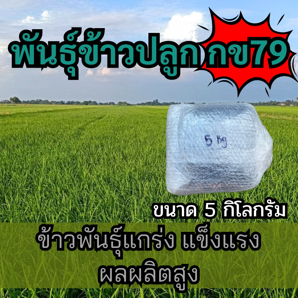 พันธุ์ข้าว กข.79 จำนวน 5 กิโลกรัม พันธุ์ข้าวปลูก กข79 แข็งแรง ผลผลิตดี