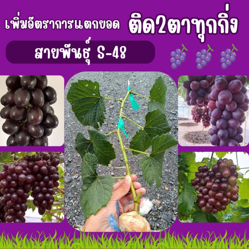 กิ่งองุ่นติด2ตาสายพันธุ์ s-48ไร้เมล็ด