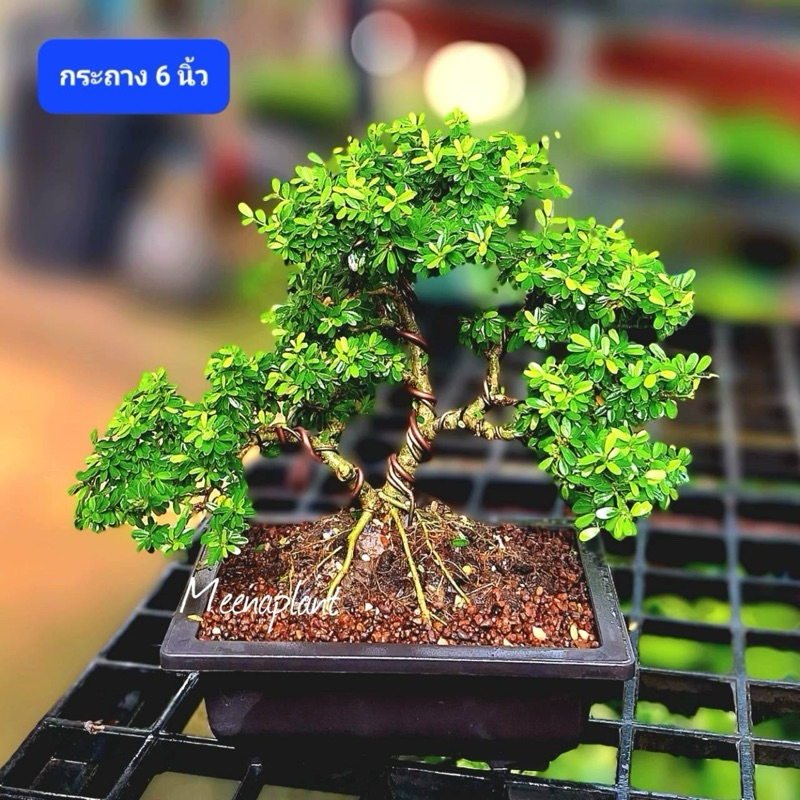 บอนไซต้นม่วงเจริญแคระ (หลินซาน) ไม้ทรงพุ่มสวย ดอกสีม่วงน่ารัก และอย่างอื่น - รูปที่ 5