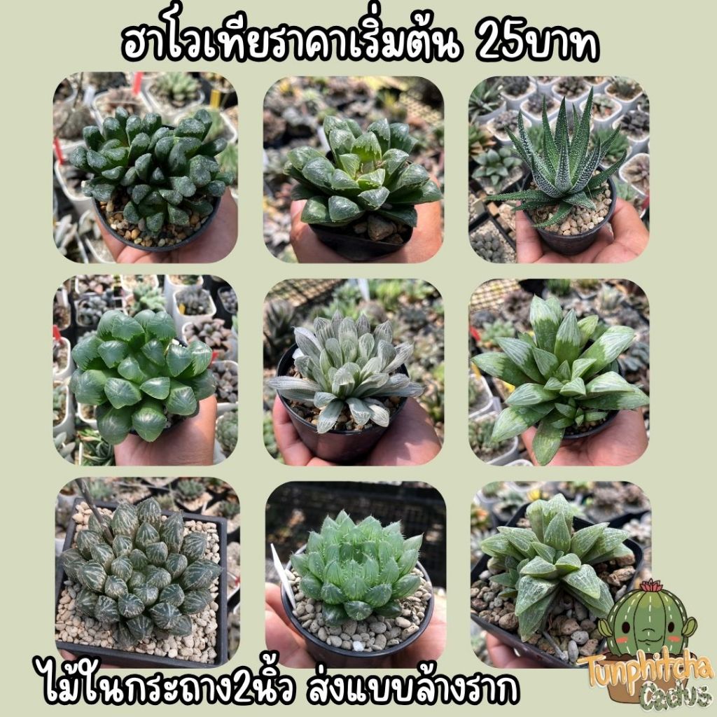 ฮาโวเทีย Haworthia ราคาพิเศษ (ส่งล้างราก)