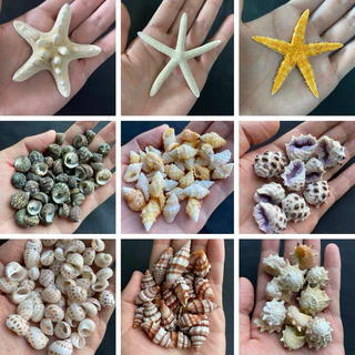 หอยเจาะ 50 ชนิด DIY วัสดุงานฝีมือเปลือกหอย 50g DRILLED seashells สำหรับตกแต่งสวน