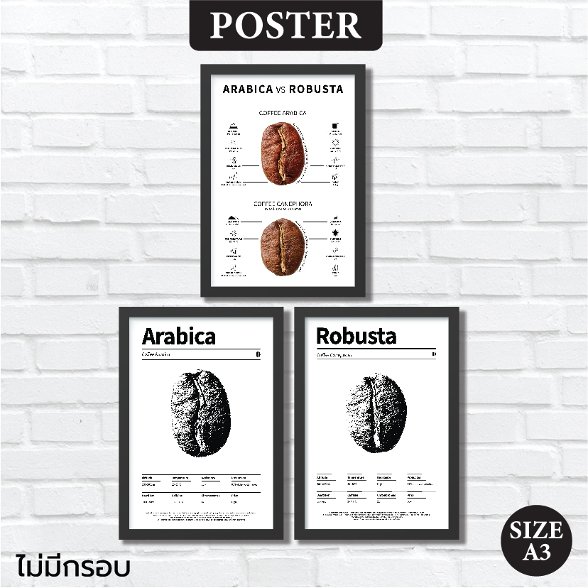 โปสเตอร์ เมล็ดกาแฟ Coffee Bean เปรียบเทียบเมล็ดกาแฟ Robusta vs Arabica สำหรับตกแต่งร้านกาแฟ