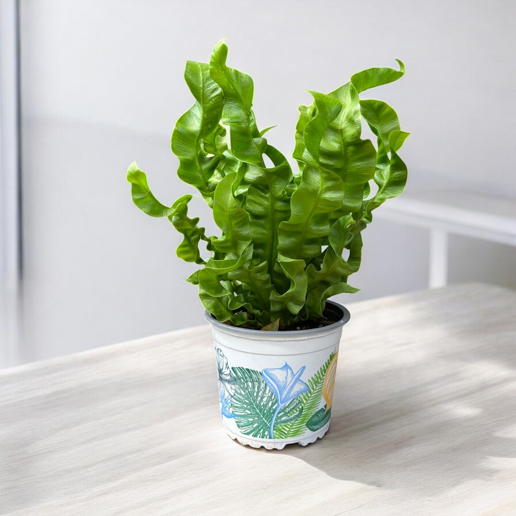 เฟิร์นคลื่นซ้อน หรือ เฟิร์นใบหยัก Asplenium nidus 'Crispy Wave' กระถาง 5 นิ้ว