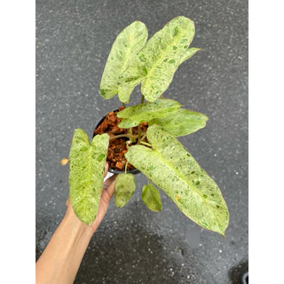 ต้นพาไรโซ่ ฟิโลเดนดรอนพาไรโซ่ (Philodendron Paraiso Verde)