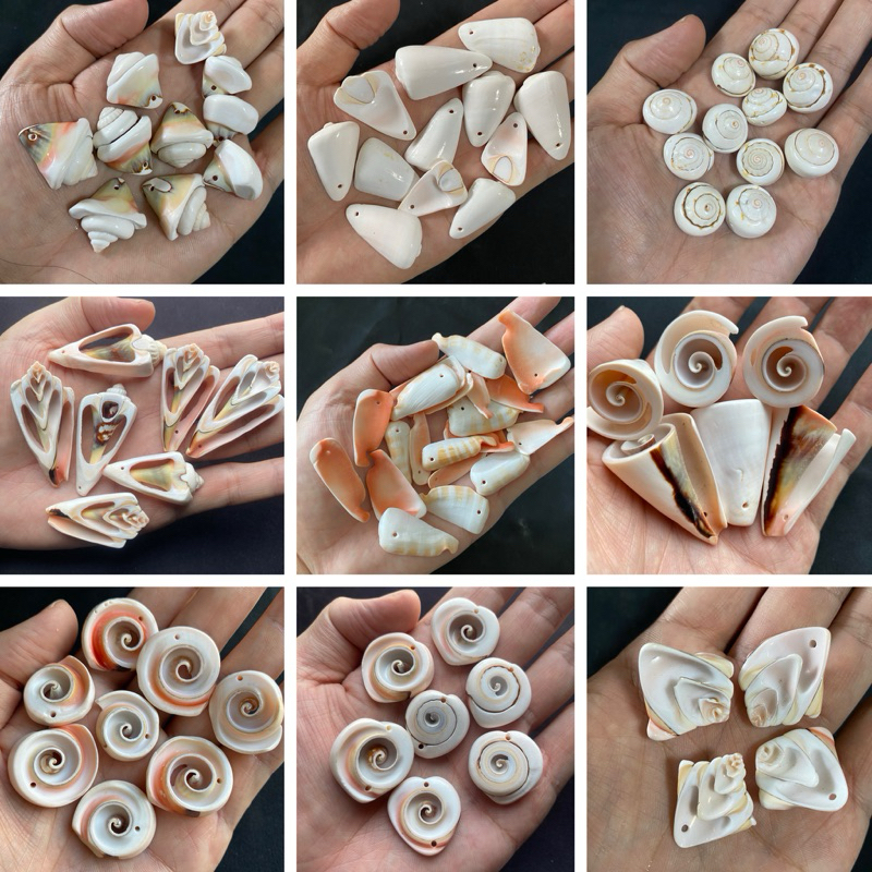 เปลือกหอยสังข์เจาะ 50g HK สำหรับทำจี้และงานฝีมือเปลือกหอย