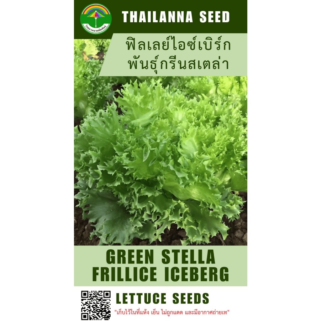 เมล็ดพันธุ์ผักสลัด ฟิลเลย์ไอซ์เบิร์ก พันธุ์กรีนสเตล่า ( ขนาด 0.5 กรัม ) ( เมล็ดเปลือย ) รหัสสินค้า 3002