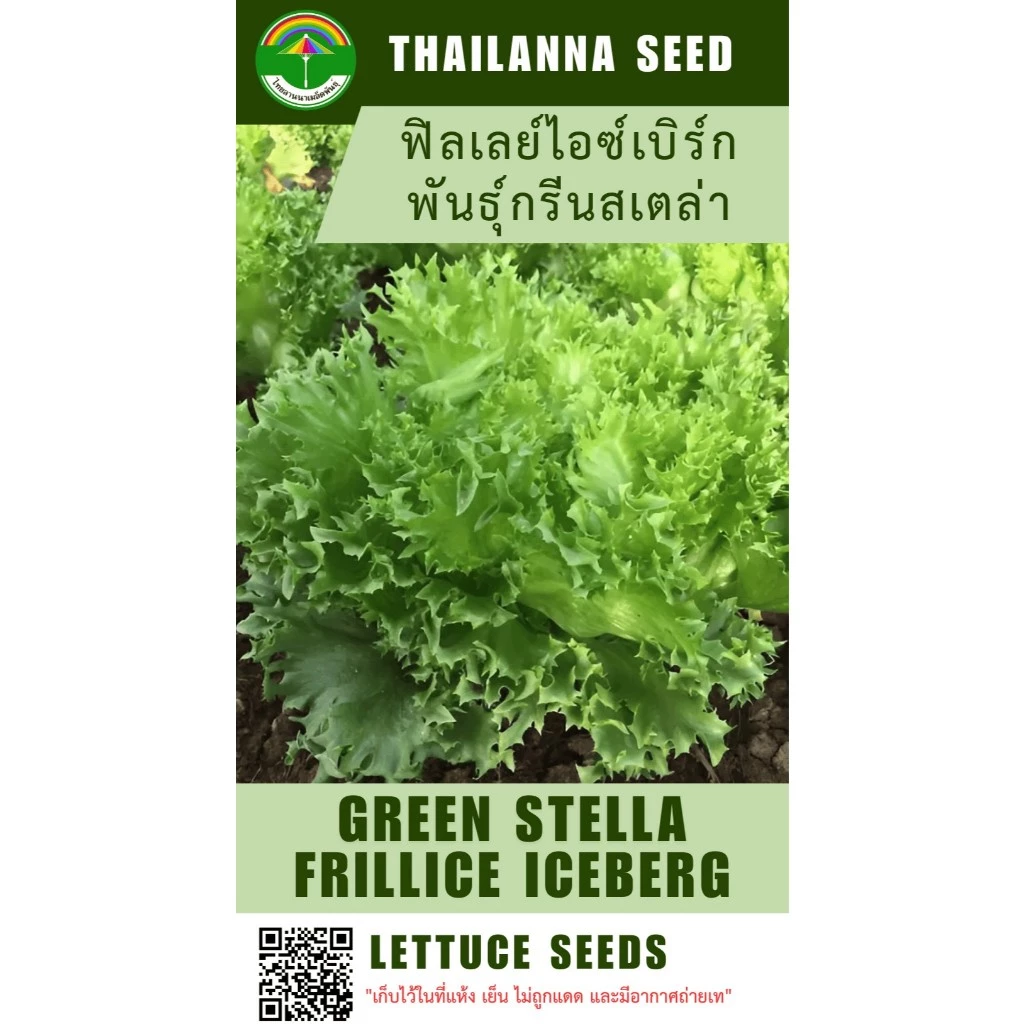 เมล็ดพันธุ์ผักสลัด ฟิลเลย์ไอซ์เบิร์ก พันธุ์กรีนสเตล่า ( ขนาด 0.5 กรัม ) ( เมล็ดเปลือย ) รหัสสินค้า 3002