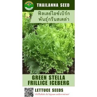 เมล็ดพันธุ์ผักสลัด ฟิลเลย์ไอซ์เบิร์ก พันธุ์กรีนสเตล่า ( ขนาด 0.5 กรัม ) ( เมล็ดเปลือย ) รหัสสินค้า 3002