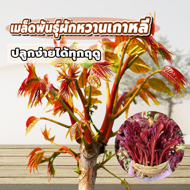 ผักตูน/ผักหวานป่าเกาหลี พันธ์ุแท้100% ซองละประมาณ50เมล็ด