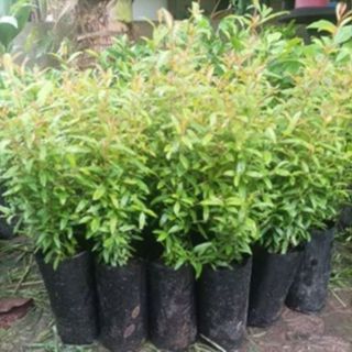 ต้นทับทิมแดงมารวยเพาะเมล็ด ซื้อ10แถม2