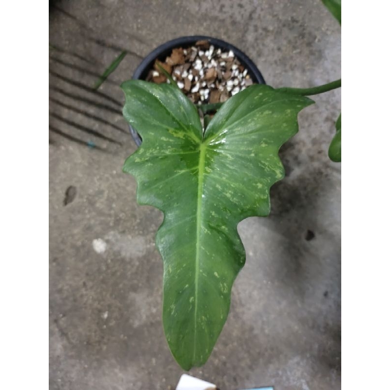 #ฟิโลเดนดรอน #ลายเมฆ กระถาง​5 นิ้ว​ · #Philodendron #Minarum ด่างกระจาย
