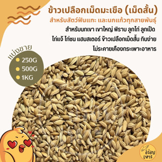 ข้าวเปลือกเม็ดมะเขือ ข้าวเปลือกเม็ดสั้น อาหารนกเขา นกแก้ว หน…