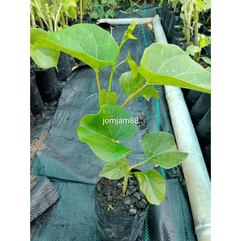 ต้นพันธุ์ผักสาบ/ผักอีนูนสายพันธุ์ทวาย100%