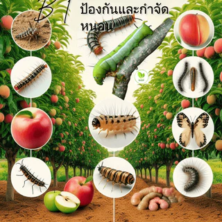 หัวเชื้อ เชื้อบีที , BT สำหรับ กำจัดและป้องกัน หนอนศัตรูพืช
