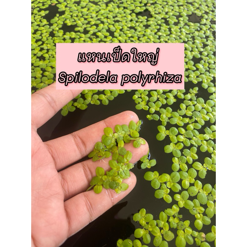 แหนเป็ดใหญ่ Spirodela polyrrhiza  ไม้น้ำตกแต่ง อ่างปลา ตู้ปลา สวยงามปรับสภาพน้ำใส และเป็นธรรมชาติ(ซื้อ3แถม1)