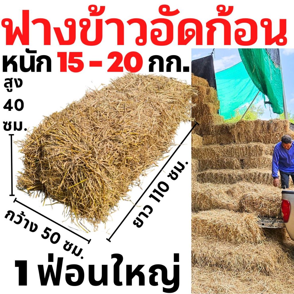 ฟาง ฟางข้าว หนักเฉลี่ย15-20 กก. ส่งจากนครปฐม ราคาหน้าสวน สวนมาเอง ไม่ชื้น ไม่เก่า ฟางข้าวอัดก้อน