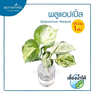 พลูแอปเปิ้ล (จำนวน 1 ต้น) Epipremnum Mujula ต้นไม้ฟอกอากาศ พลูด่าง ต้นไม้ในร่ม ต้นไม้ plant พลูแอปเปิ้ล