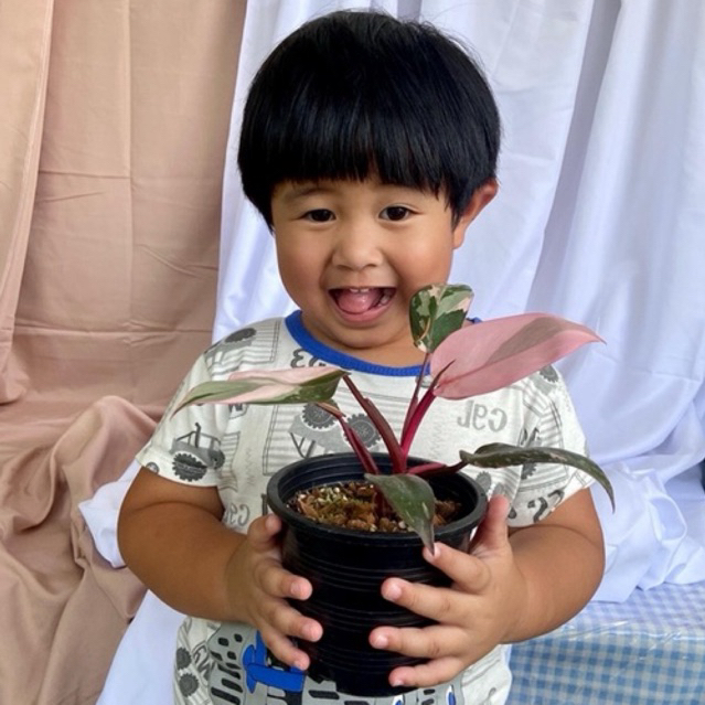 Philodendron pink princess marble king(size s)/พิ้งปริ้นเซสมาเบิ้ลคิง(ไซร้เล็ก)