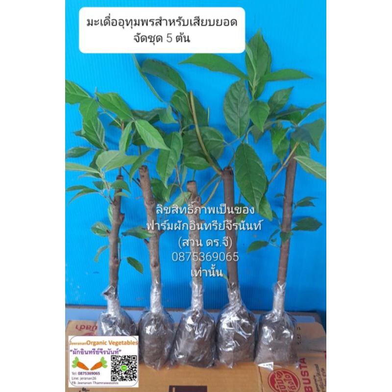 มะเดื่ออุทุมพร มะเดื่อป่าสำหรับเสียบยอด จัดชุด 5 ต้น ขนาดดังภาพ ไม่ใช่มะเดื่อฉิ่ง