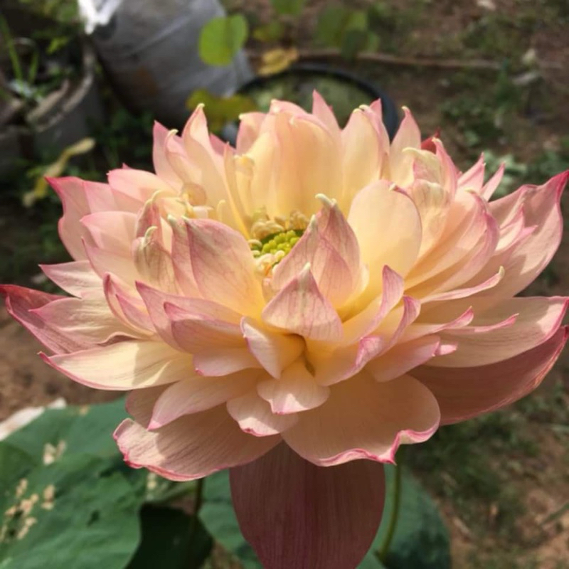 บัวหลวงสายพันธุ์จิ๋นซี(Jinse)