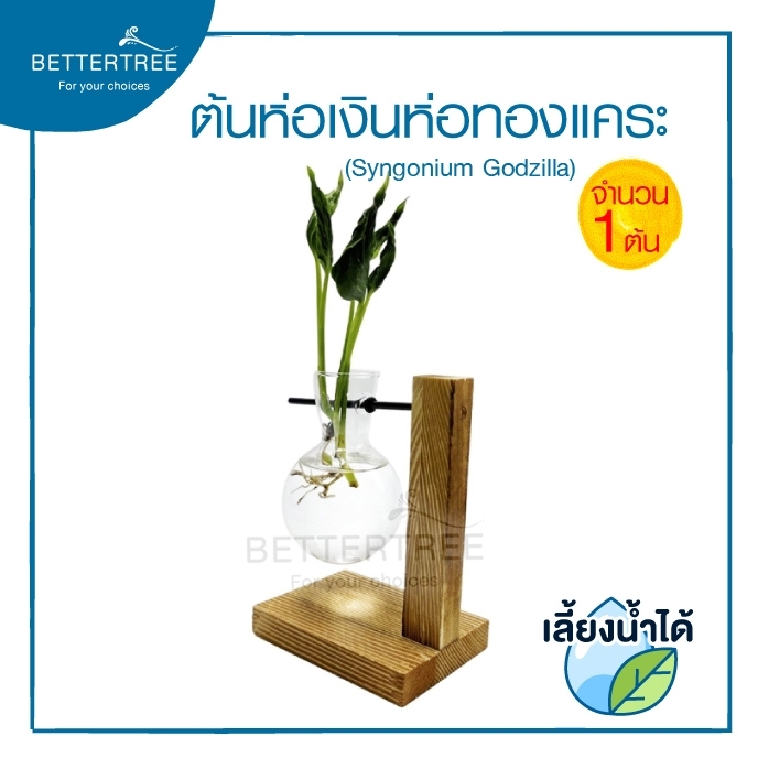 ห่อเงินห่อทองแคระ (จำนวน 1 ต้น )  Syngonium Godzilla   สามารถเลี้ยงน้ำได้ ไม้ฟอกอากาศ