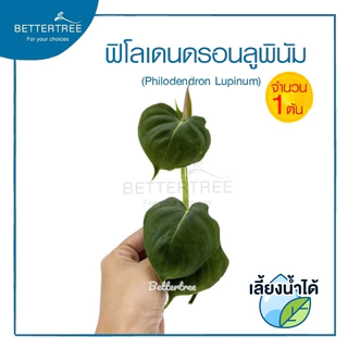 ฟิโลลูพินัม Philodendron Lupinum (จำนวน 1 ต้น ) เลี้ยงน้ำได้ ไม้ฟอกอากาศ ฟินเดนดรอน ต้นไม้