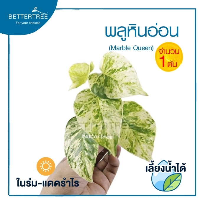พลูหินอ่อน  (จำนวน 1 ต้น) ต้นไม้ฟอกอากาศ  ต้นไม้ พลูด่าง พลูด่าง ต้นไม้ในร่ม  พลู