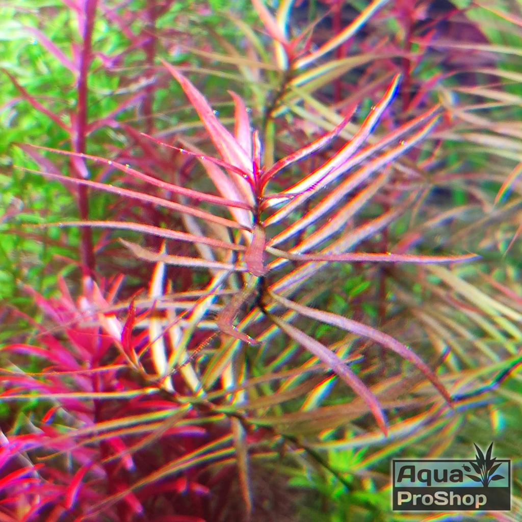 ต้นไม้น้ำ ลัดวิเจีย เบรวิเปส Ludwigia Brevipes