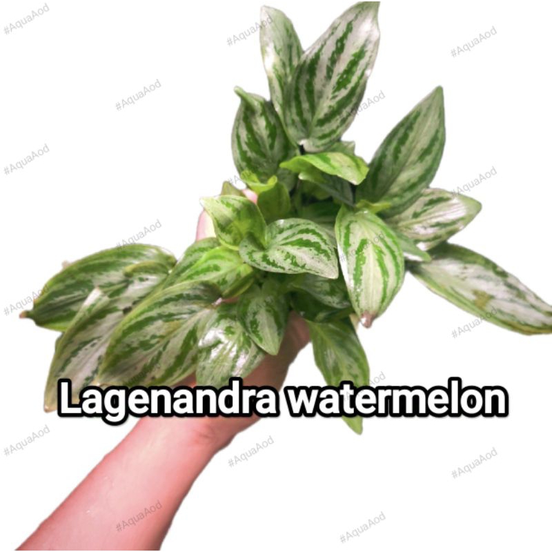 คริปแตงโม Lagenandra watermelon