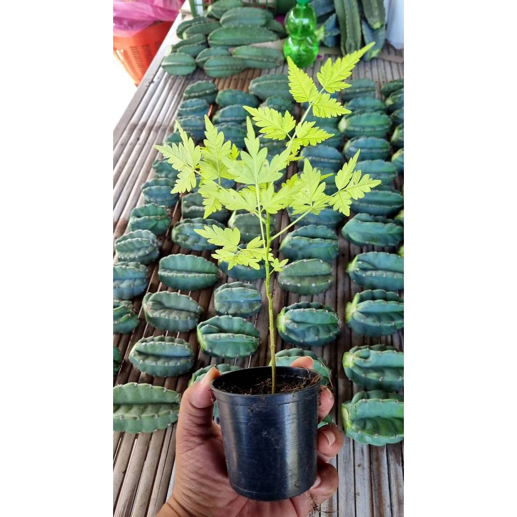 ต้นเกษมณีสีทอง 25 ซม.++ เมเปิ้ลเขียว เมเปิ้ลไทย Melia azedarach พุ่มสวยๆๆ เลี่ยนทอง เลี่ยนดอกม่วง ต้นเกษมณีสีทอง