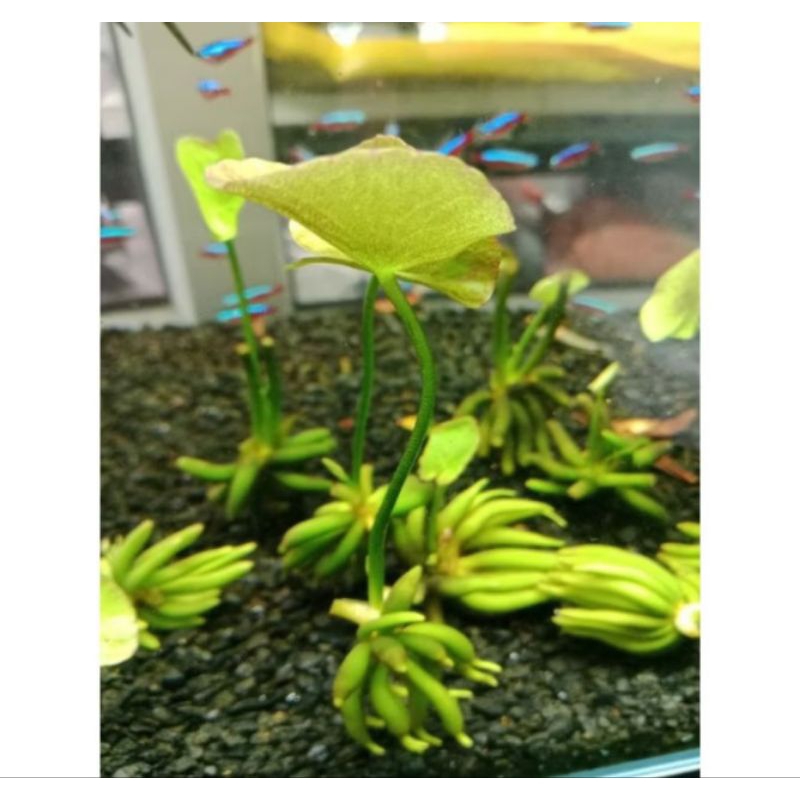 บัวกล้วยไม้น้ำกลางตู้สวยๆ (เป็นใบน้ำ100%)
