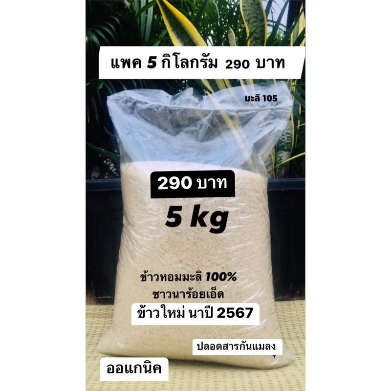 ข้าวหอมมะลิ 100% ข้าวสารพื้นบ้านชาวนา ร้อยเอ็ด บรรจุ 5 กิโลกรัม เพียง 290 บาท ข้าวนาปี 2567 ชาวนาสีเอง ปลอดสารกันแมลง