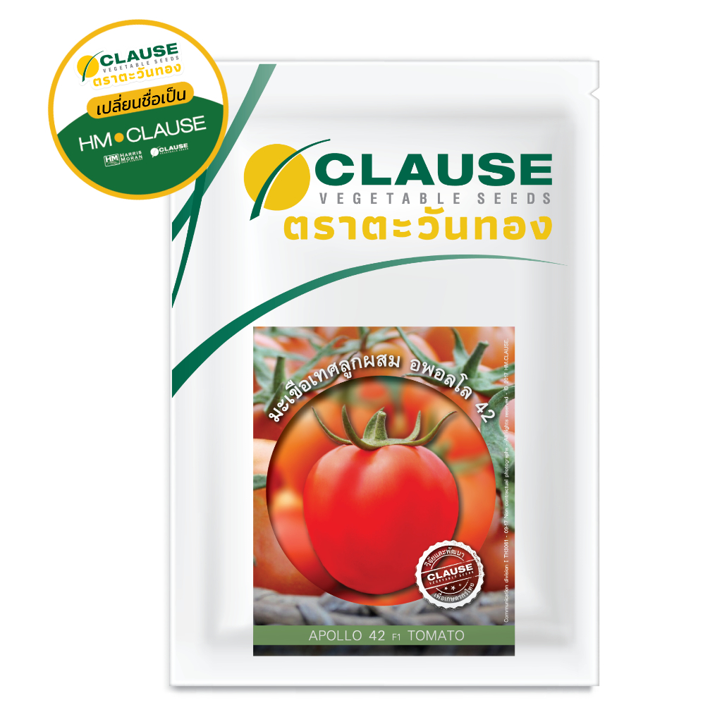 CLAUSE ตราตะวันทอง มะเขือเทศ สายพันธุ์ลูกผสม อพอลโล 42  (TOMATO Apollo 42 F1)